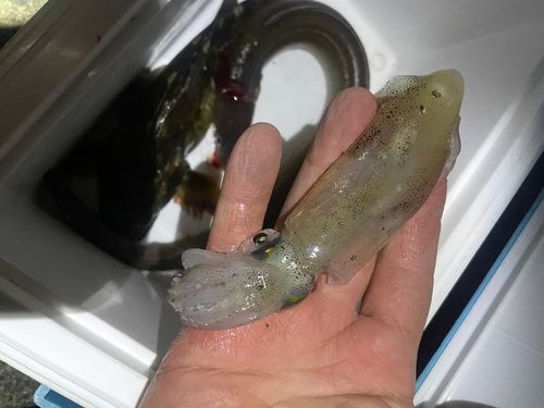 マアナゴの釣果