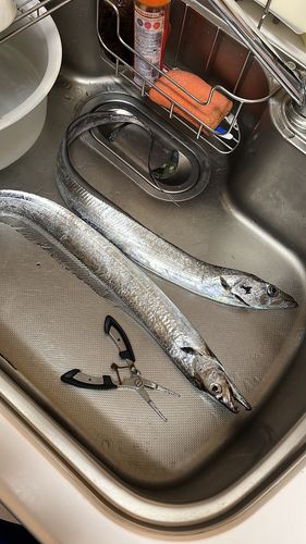 タチウオの釣果