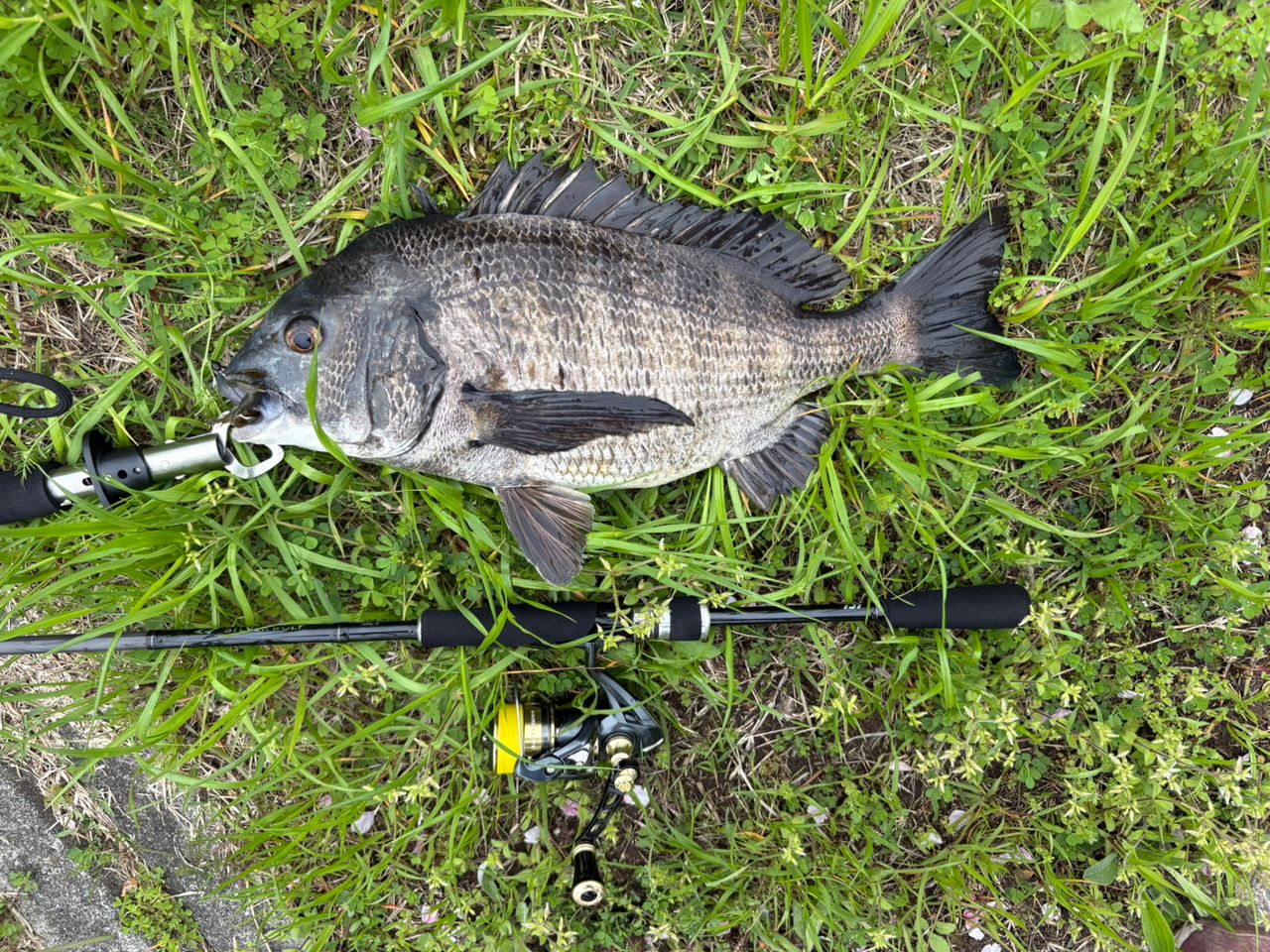 DAIWA 23シルバーウルフ 76ML-S・Wの最安値・インプレ・釣果 | 本音の