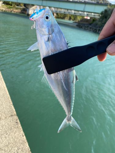 釣果