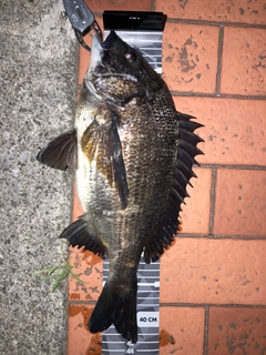 クロダイの釣果