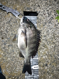 クロダイの釣果