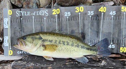 ブラックバスの釣果