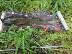 マナマズの釣果