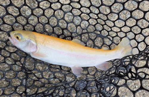 ニジマスの釣果
