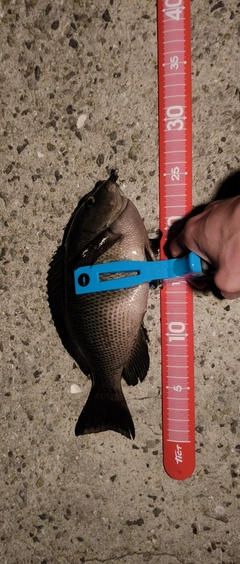 グレの釣果