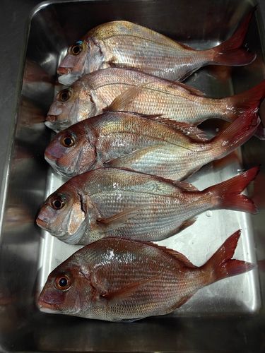 マダイの釣果