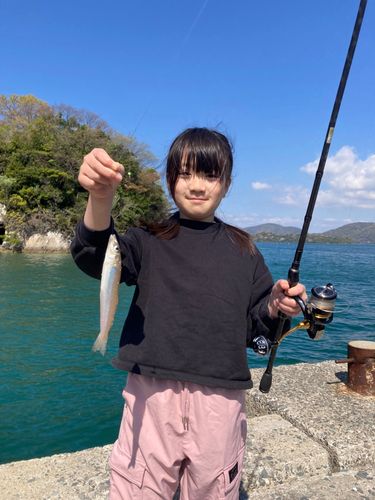 キスの釣果