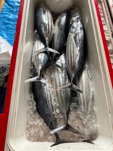 カツオの釣果