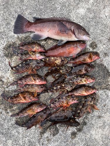 カサゴの釣果