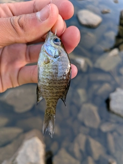 ブルーギルの釣果