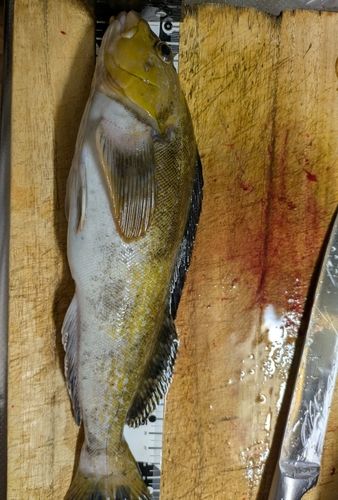 アイナメの釣果