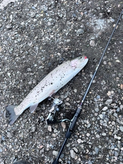 トラウトの釣果