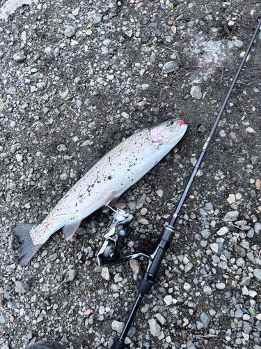 トラウトの釣果