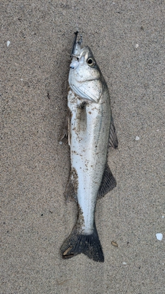 ハネ（マルスズキ）の釣果