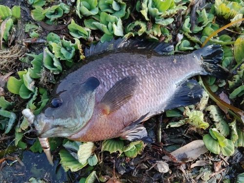 ブルーギルの釣果