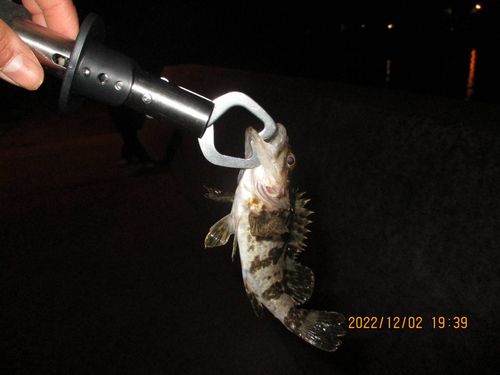 タケノコメバルの釣果
