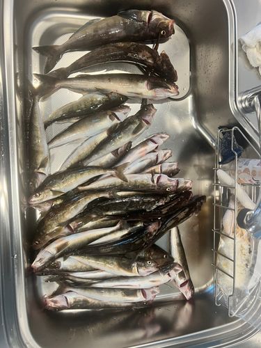 ホッケの釣果