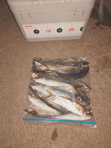 アジの釣果