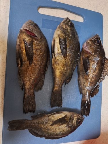 メバルの釣果