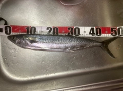 サゴシの釣果
