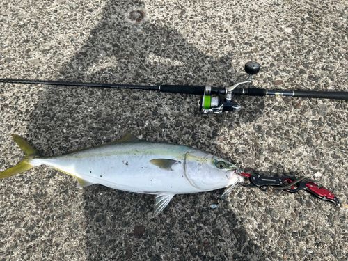 メジロの釣果