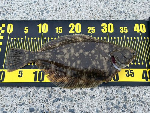 マコガレイの釣果