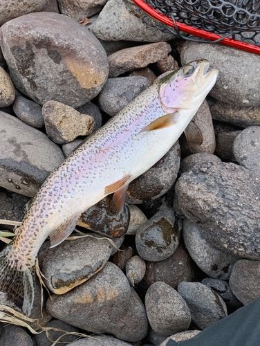 ニジマスの釣果
