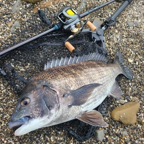 チヌの釣果