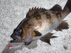 メバルの釣果