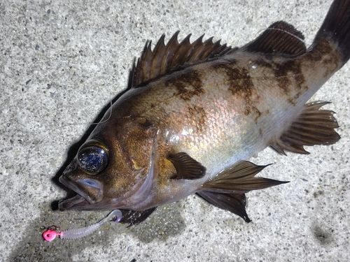 メバルの釣果