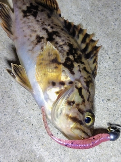 ムラソイの釣果