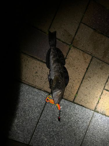 アイナメの釣果