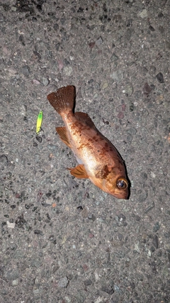 アカメバルの釣果