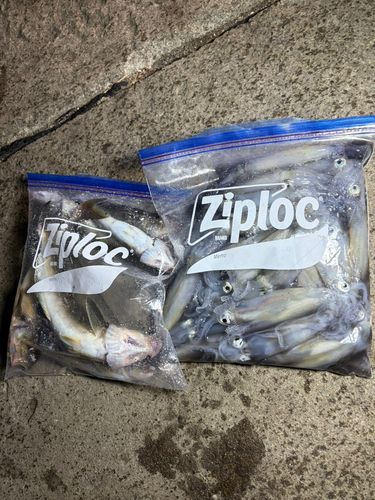 ホッケの釣果