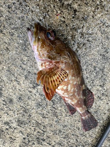 ガシラの釣果