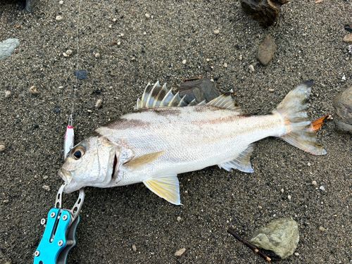 コトヒキの釣果