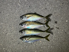 アジの釣果