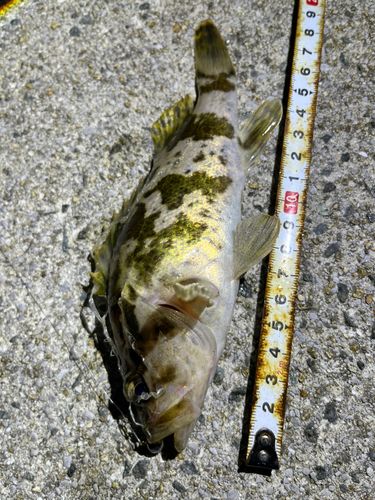 タケノコメバルの釣果
