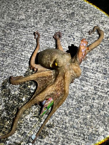 タコの釣果