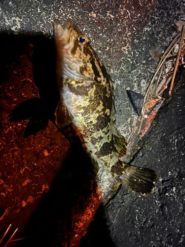 タケノコメバルの釣果