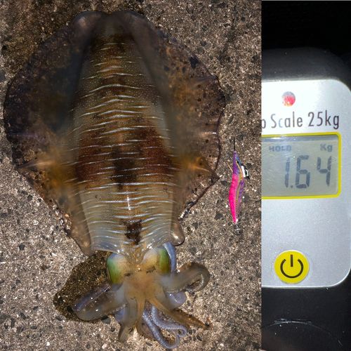 アオリイカの釣果