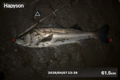 シーバスの釣果