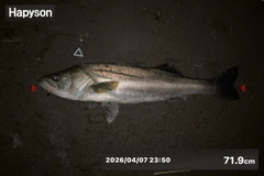 シーバスの釣果