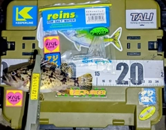 クロソイの釣果