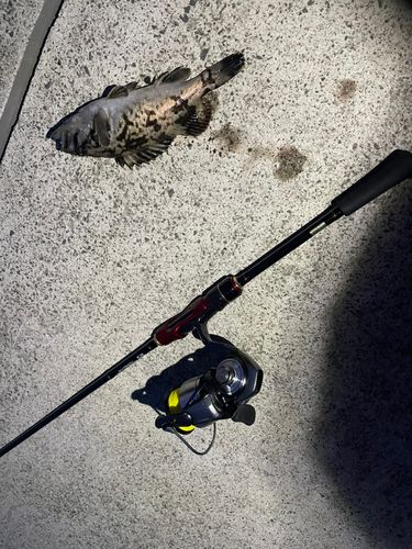 クロソイの釣果