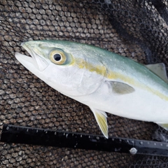 ツバイソの釣果