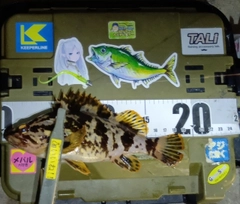 タケノコメバルの釣果