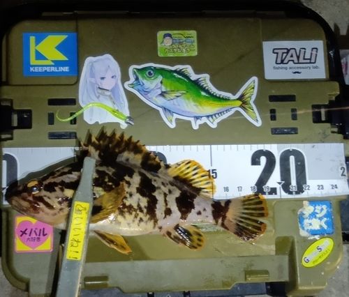 タケノコメバルの釣果