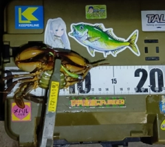 イシガニの釣果